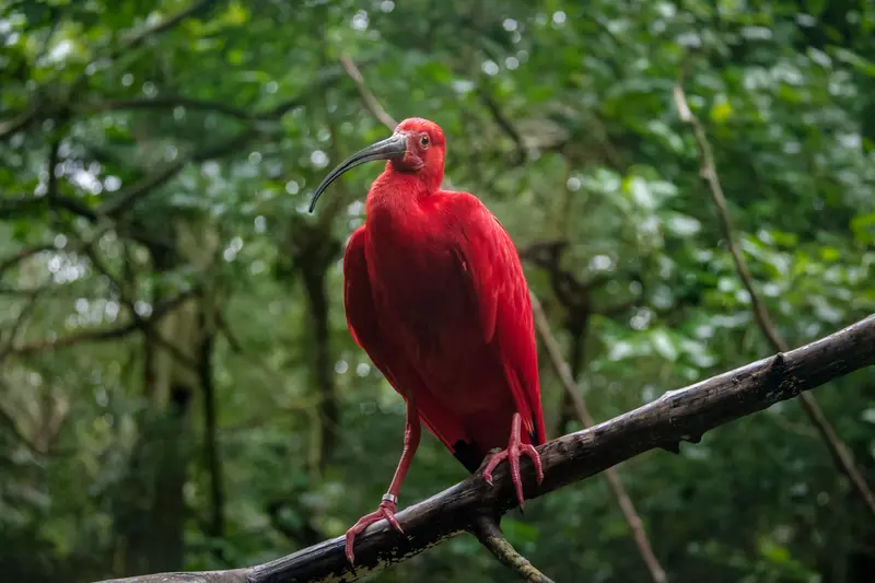A scarlet ibis on a branch at the Bird Park