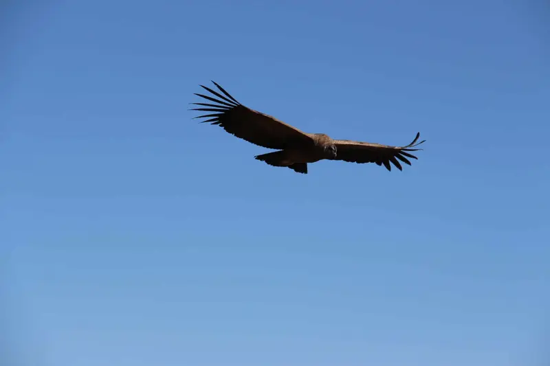 Condor flying at the Colca Valley