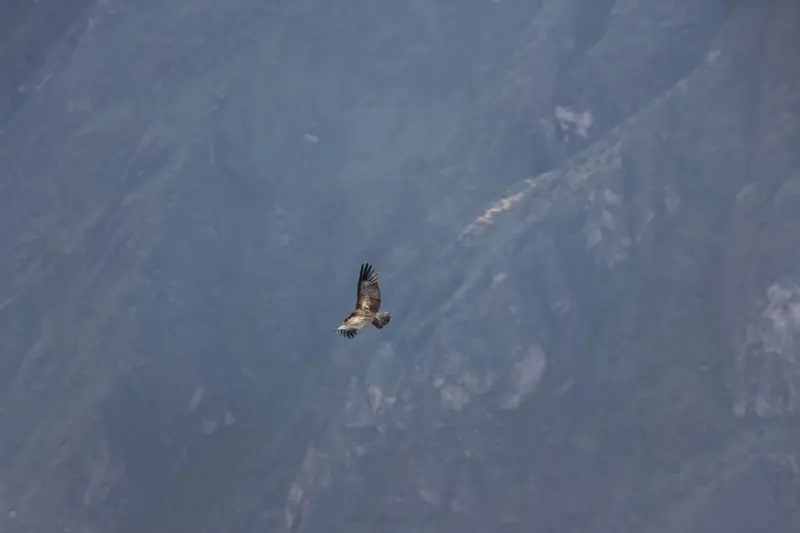 Condor flying in the Colca Valley