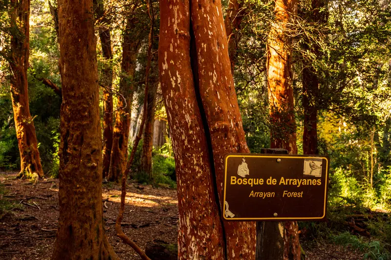 The cinnamon-coloured trunks of the arrayán forest, with the Bosque de Arrayanes sign