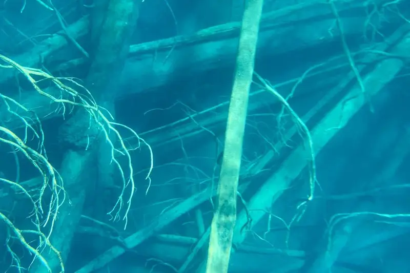 Submerged tree trunks standing upright under turquoise water