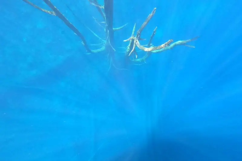A submerged branch seen through turquoise water