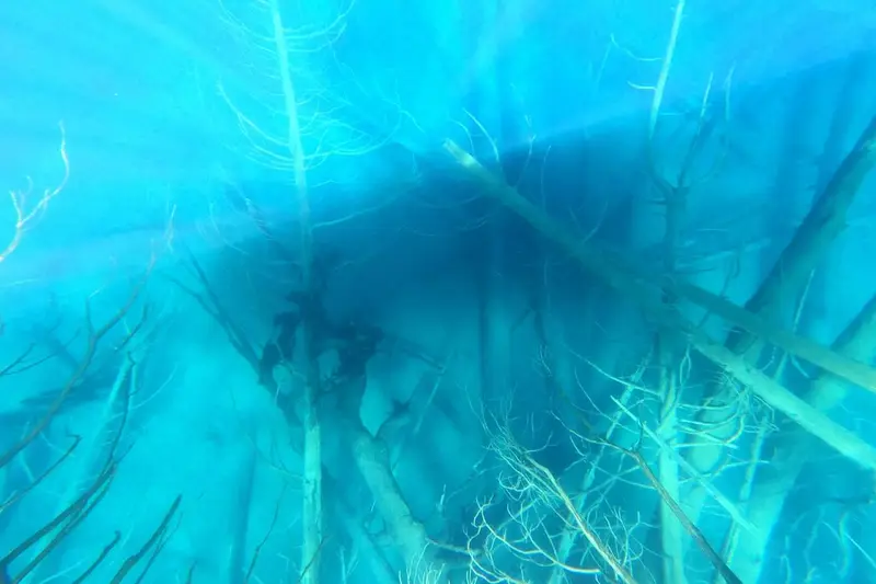 The submerged forest from above, trees dark against blue water
