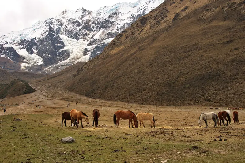 Horses on the way to Humantay Lake