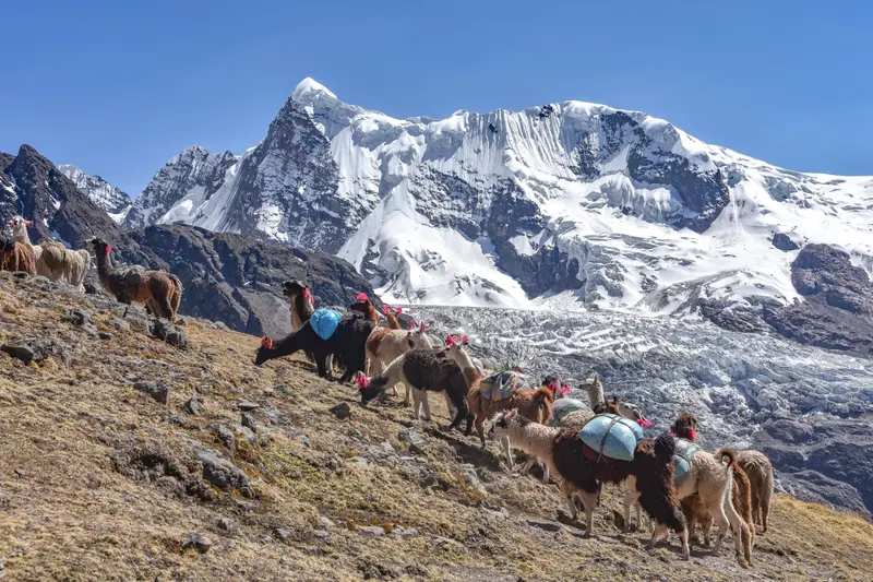 Walkers and pack llamas on a ridge below the snow peaks