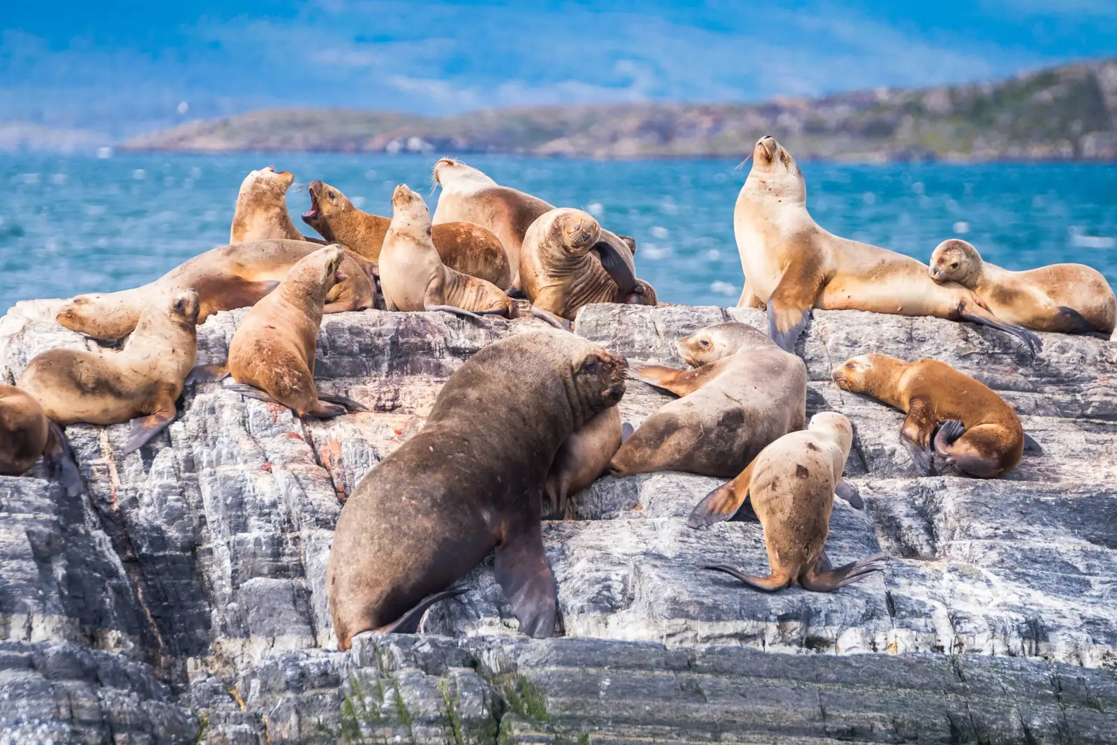 Sea lions hauled out on the rocks in the Beagle Channel