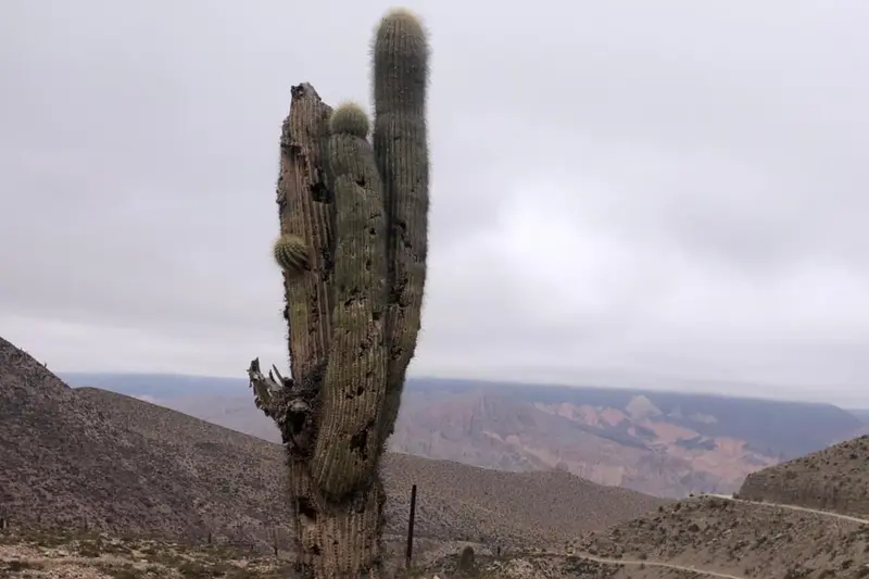 A cardón cactus standing against the dry hills