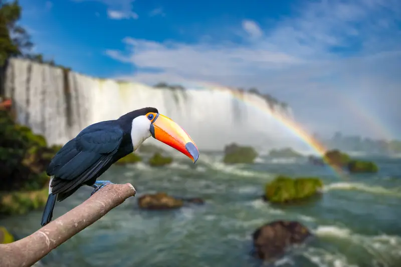 A toucan on a branch with the falls behind it