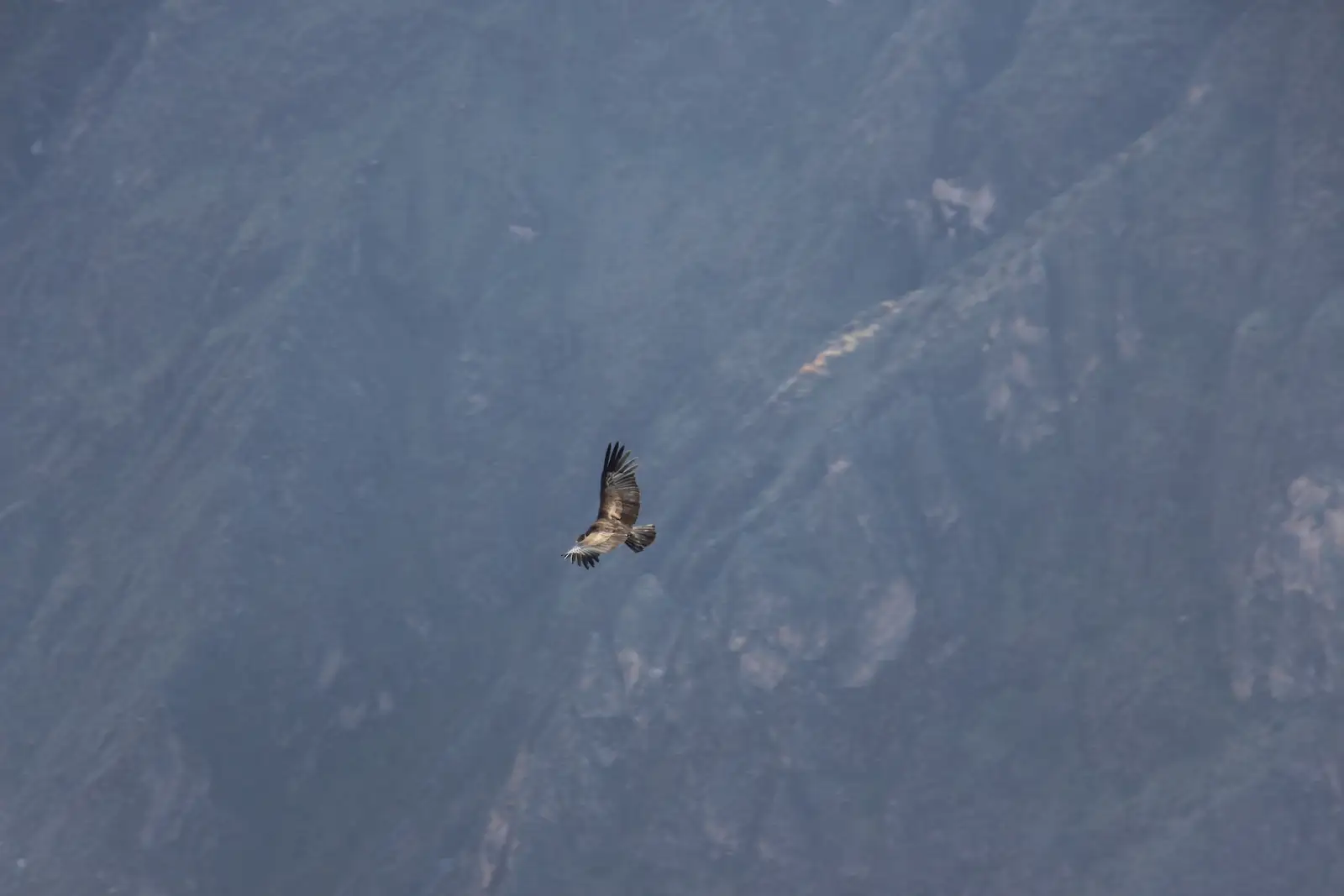Condor Flying nearby