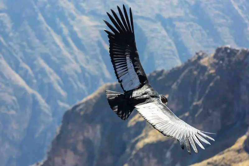 Condor Flying