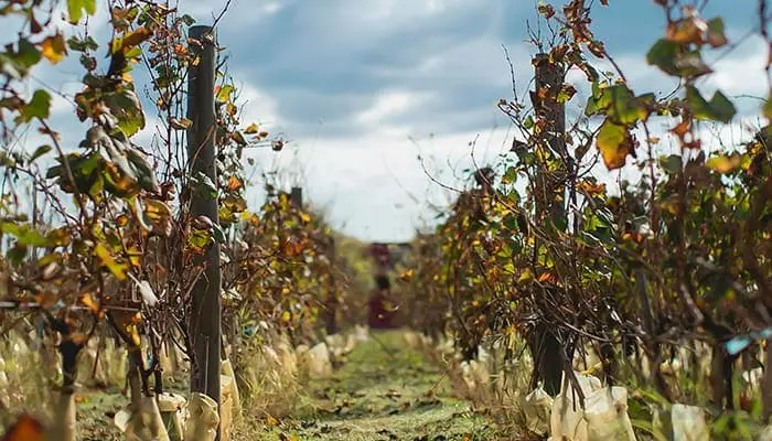 Vines in autumn colour, in rows