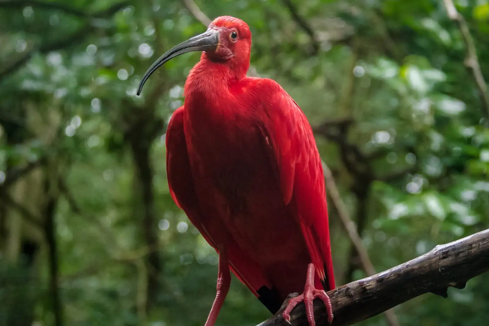 A scarlet ibis on a branch