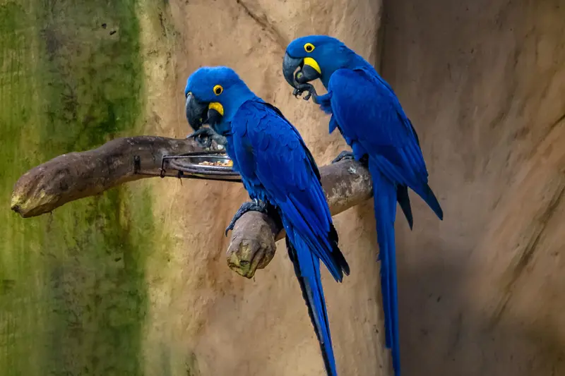 Two hyacinth macaws on a branch