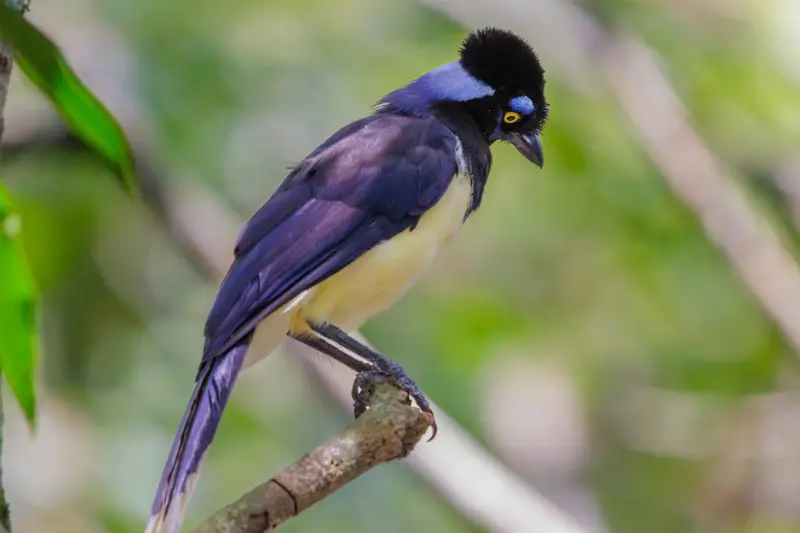 A plush-crested jay on a branch