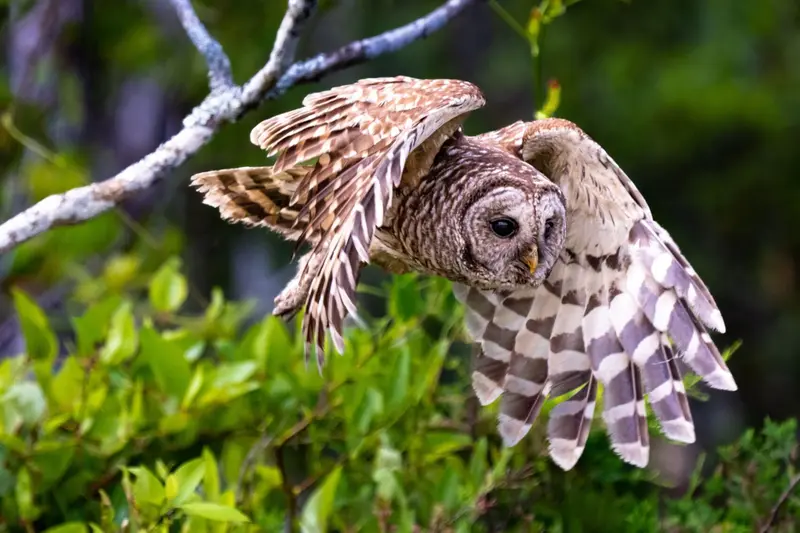 An owl in flight through the trees