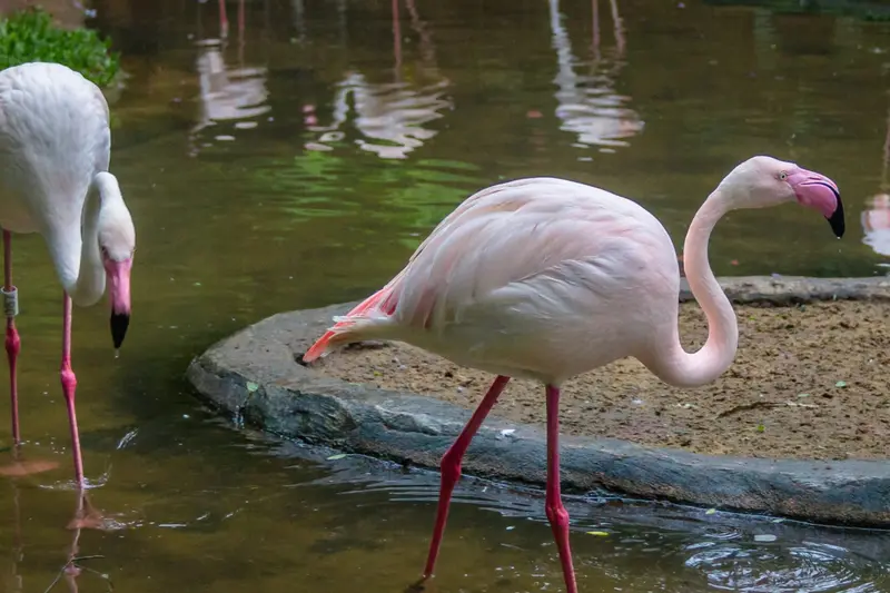 A flamingo standing at the water's edge