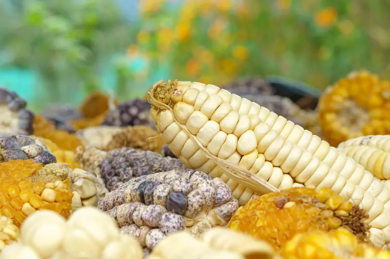 Peruvian corn at the market