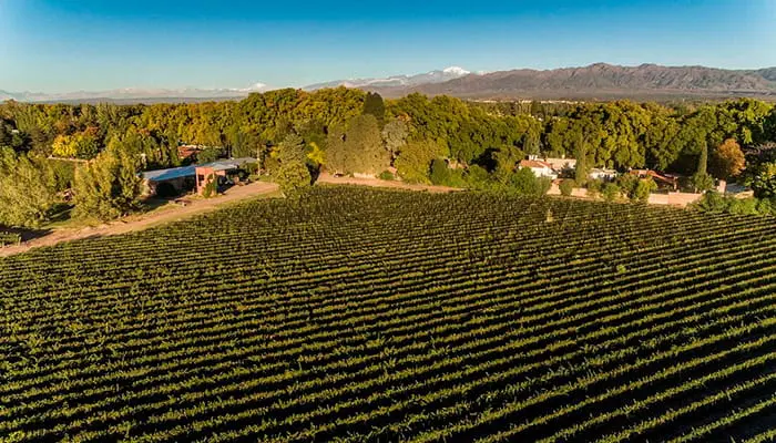 A vineyard from above, with the range behind it