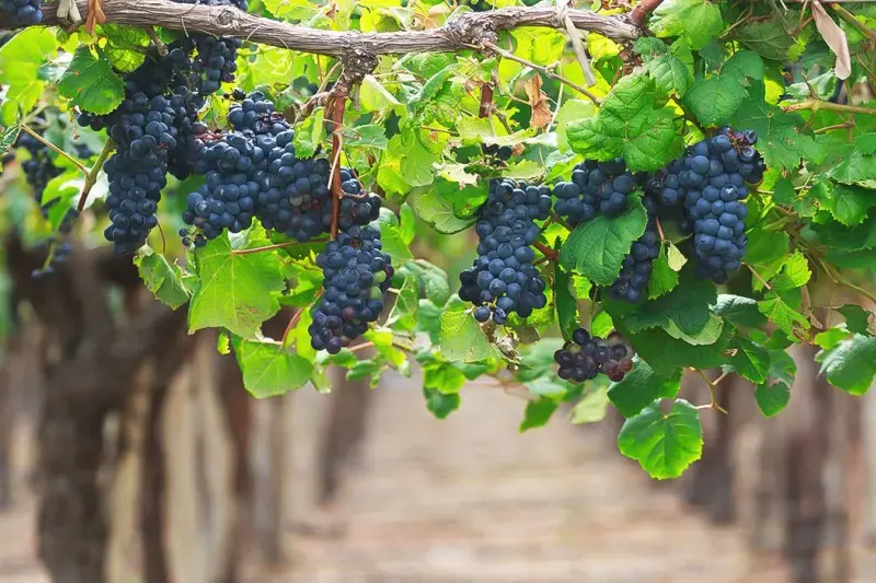 Bunches of grapes hanging on the vine