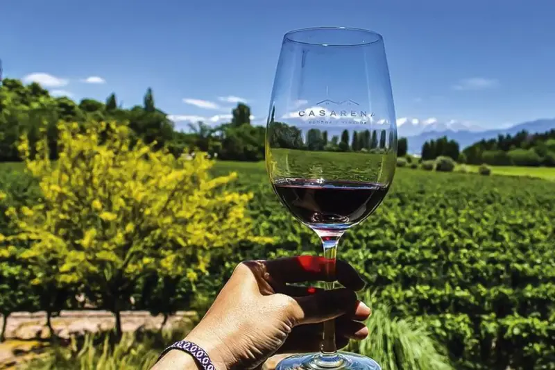 A hand holding a glass of red wine over the vines