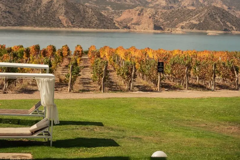 Vines in autumn colour beside a lawn and the water