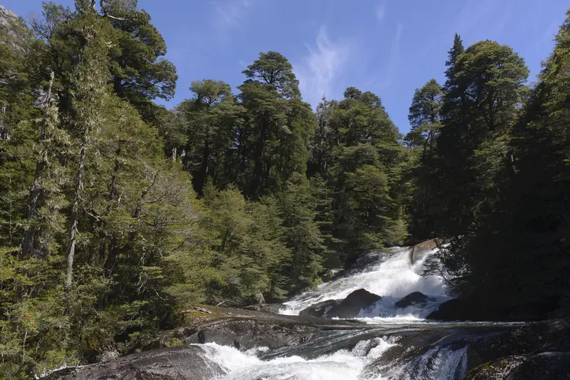 A waterfall running through the forest