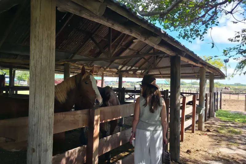 Horses under an open stable roof, with a visitor walking past