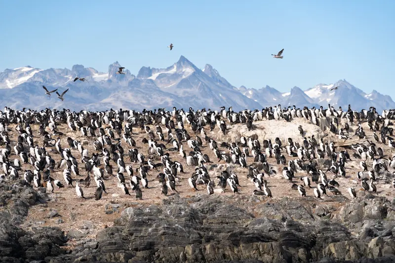A penguin colony packed onto an island, with the range behind