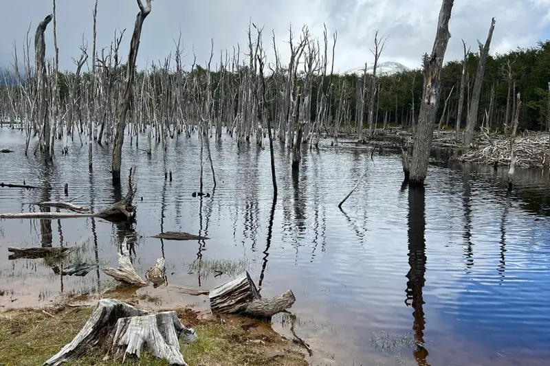 Dead trees standing in the water of a beaver-flooded wood