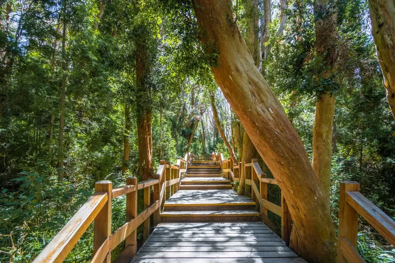 A wooden stairway through the arrayán forest
