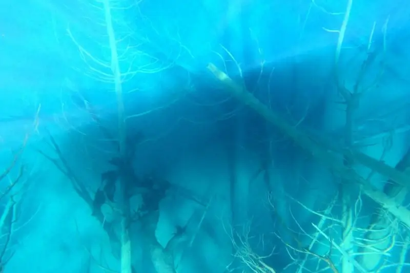 Tree trunks standing underwater in the submerged forest