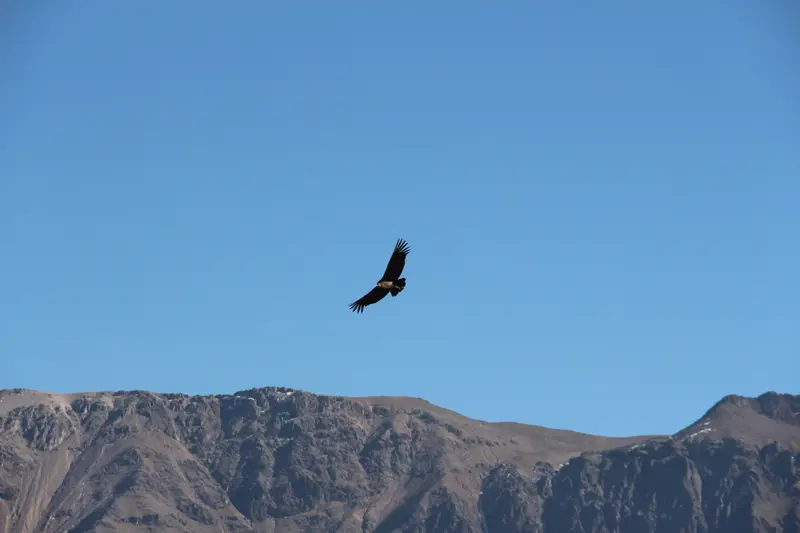 Colca Canyon