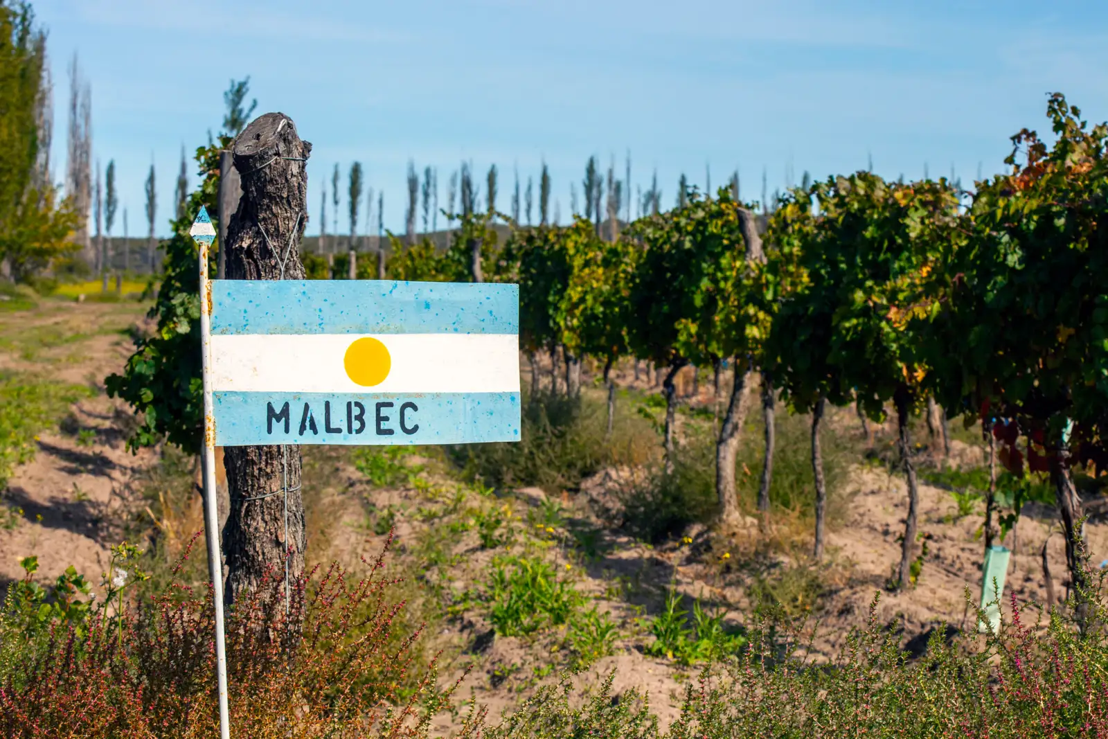A Malbec sign at the end of a vineyard row